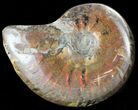 Flashy Red Iridescent Ammonite - Wide #45787-1